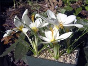 Crocus boryi 0011