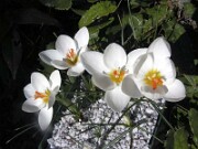 Crocus boryi 0012