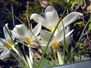 Crocus boryi 0013