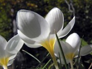 Crocus boryi 0014