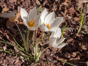 Crocus boryi 20151103 0001