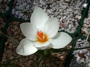 Crocus boryi CEH582 0003