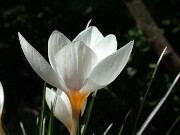 Crocus boryi CEH583 0003