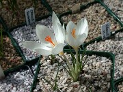 Crocus boryi S0249 Mt. Menikion 0004