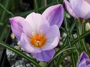 Crocus laevigatus 20251128 0004