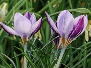 Crocus laevigatus 20251128 0009