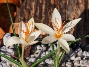 Crocus pumilus Yellow Form 20241030 0001