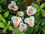 Crocus tournefortii 20251015 0002