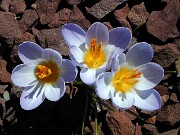 Crocus abantensis 0003