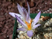 Crocus cancellatus ssp. cancellatus Icel Turkey 0008