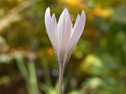 Crocus cancellatus ssp. cancellatus LB402 0002