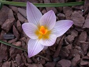 Crocus dalmaticus 0003
