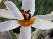 Crocus hittiticus BM8449 20250112 0015