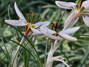 Crocus hittiticus BM8449 20250112 0019