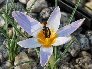 Crocus hittiticus BM8449 20251218 0007