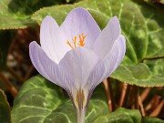 Crocus mazziaricus Naxos 20251017 0004