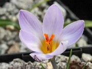 Crocus micranthus 20250129 0004