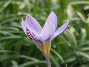 Crocus micranthus 20250129 0006