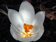Crocus robertianus 0006
