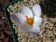 Crocus robertianus JCA0.351.00 0001