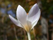 Crocus robertianus JCA0.351.00 0003