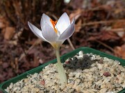 Crocus robertianus JCA0.351.00 0004