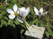 Crocus robertianus NS 0002