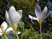 Crocus robertianus NS 0004