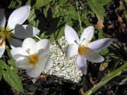 Crocus robertianus NS 0006