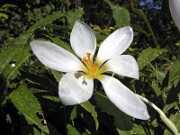Crocus robertianus NS 0008