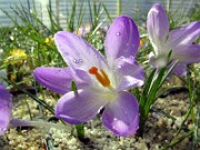 Crocus veluchensis NS 0003