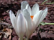Crocus veluchensis albus 0005