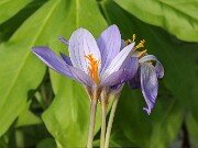 Crocus bolensis 20251026 0004