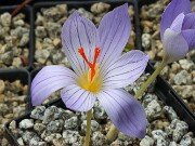 Crocus hellenicus 20251014 0002