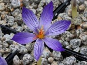 Crocus ibrahimii 20251014 0003