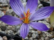 Crocus ibrahimii 20251014 0004