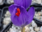 Crocus ilgazensis 20251014 0004