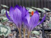 Crocus ilgazensis 20251014 0007