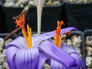 Crocus ilgazensis 20251014 0012