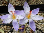 Crocus puringii 20251014 0003