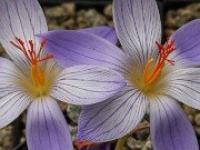 Crocus puringii 20251014 0004
