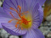 Crocus cf. speciosus 161RS-089 Iran 20251014 0005