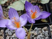 Crocus cf. speciosus 161RS-089 Iran 20251014 0007