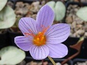 Crocus xantholaimos 20251014 0002