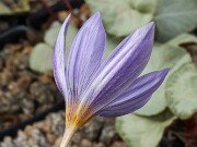 Crocus xantholaimos 20251014 0005