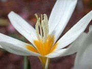 Subgen Crocus Ser Kotschyani