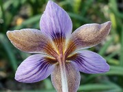 Subgen Nudiscapus Ser Isauri