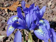 Iris Lady Beatrix Stanley 0011