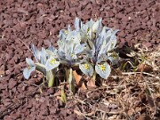 Iris Sheila Ann Germaney 20120202_0001