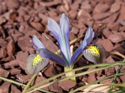 Iris histrioides var. sophenensis x danfordiae (McMurtrie) 0003
